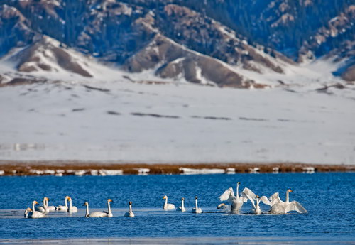 Sailimu Lake Scenic Area closes road, protects swans