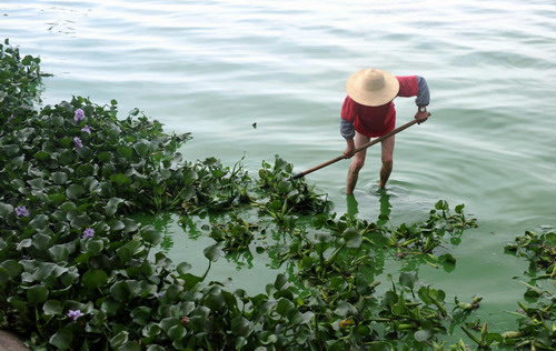 'Lake killer' to heal Dianchi Lake