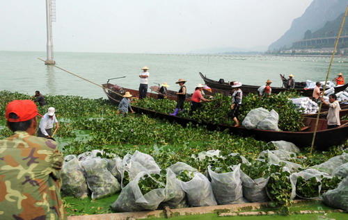 'Lake killer' to heal Dianchi Lake