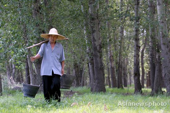 Tree planter turns barren hill green