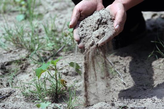 Tree planter turns barren hill green