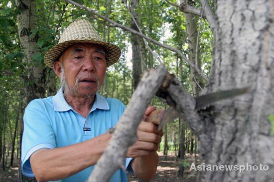 Tree planter turns barren hill green