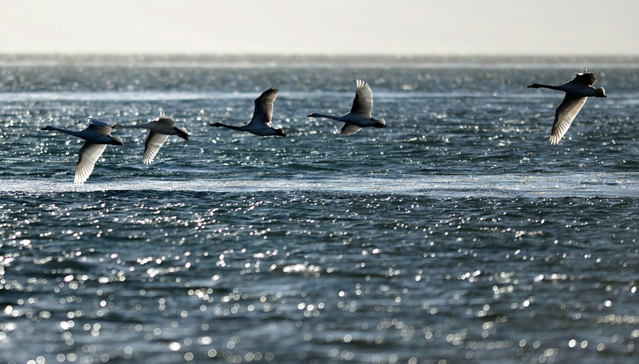 Qinghai Lake continues expanding