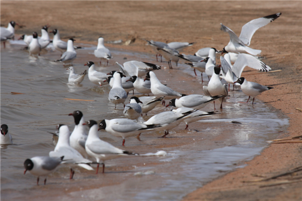 Wetlands a world for birds