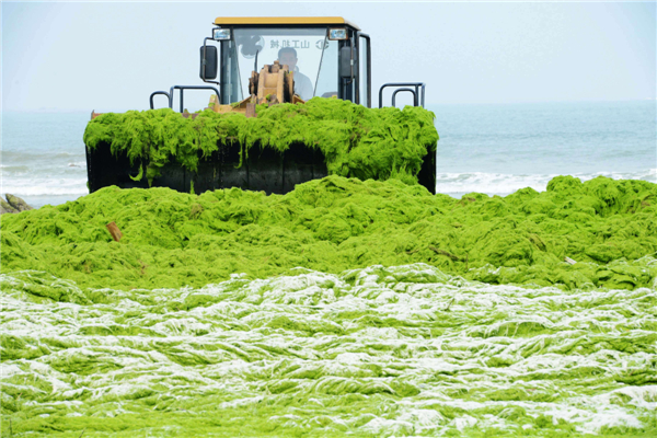 Green algae covers E China beach after Soulik