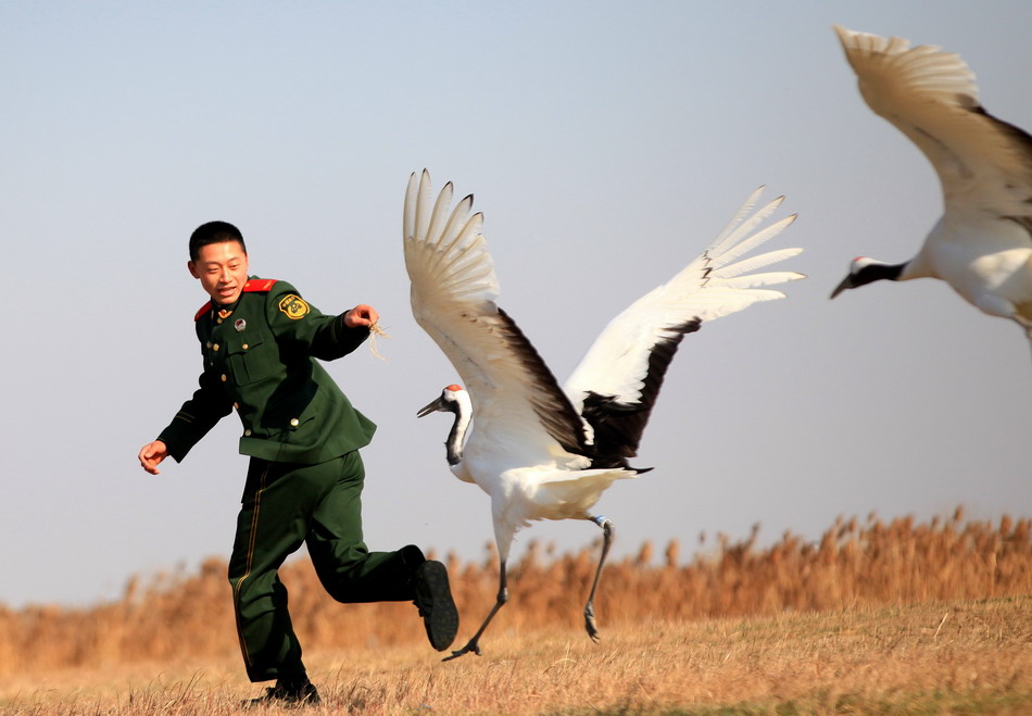 Red-crowned cranes under protection