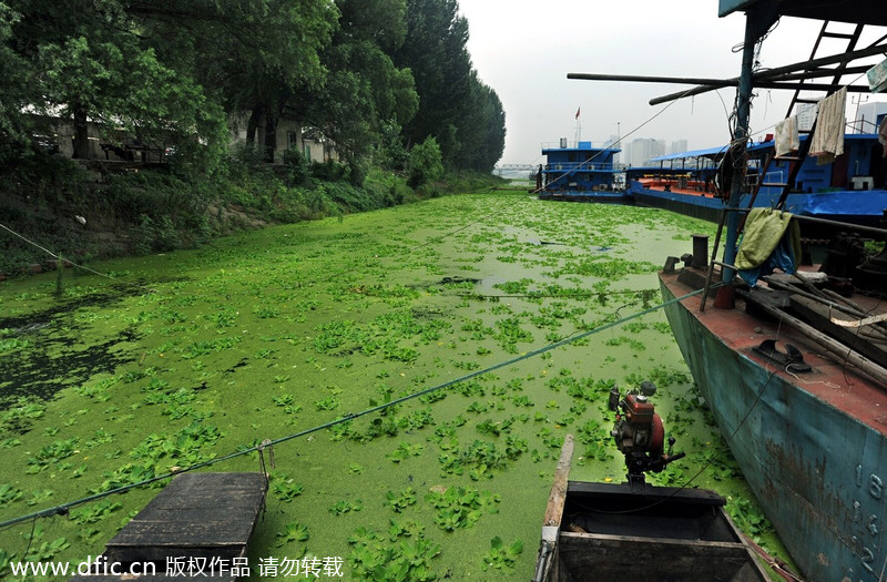 Han River turns green with plants