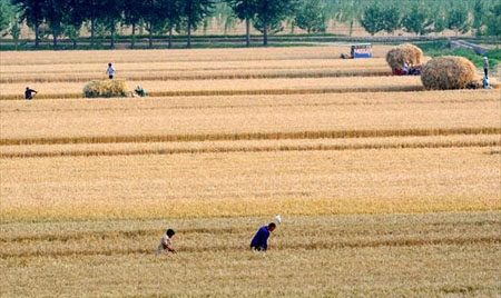 Agriculture: China's summer grain output likely exceeds 120m tons