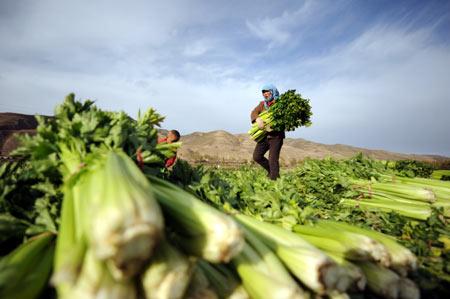 Financial meltdown hurting Chinese farmers