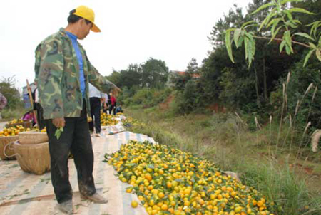 Tangerine industry endangered by fly rumour