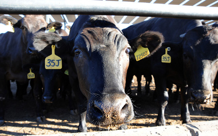 Australian farms lure investment from China