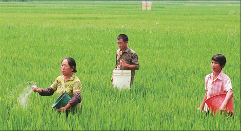 Steady grain output expected this year