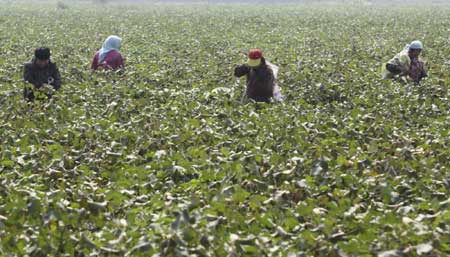 Shandong farmers harvest and sell cotton balls