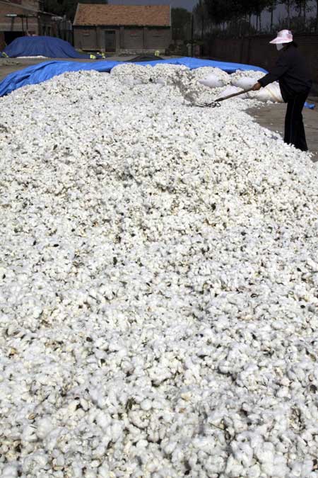 Shandong farmers harvest and sell cotton balls