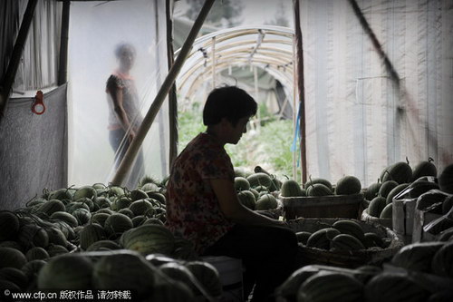 Watermelons hard to be sold, but to spoil