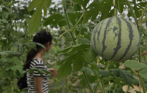 Melons grow in the air