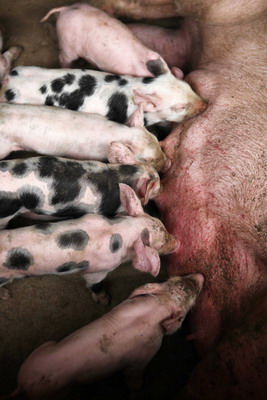 Pig farmers hope to breed success