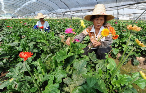 Taiwan farmers eye bigger market share on mainland