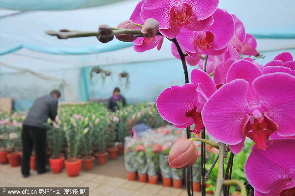 Flower exhibition makes 20m yuan per day