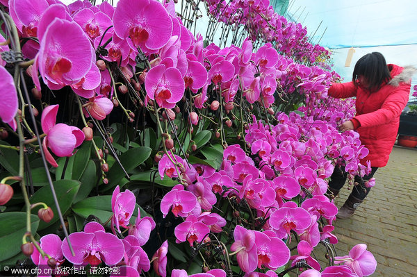 Flower exhibition makes 20m yuan per day