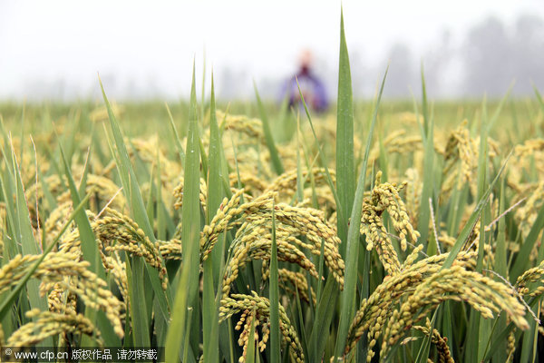 Eighth consecutive yearly increase in grain output