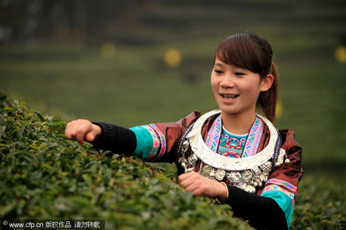 Picking early spring tea