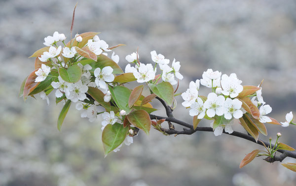 Chongqing to boost agricultural tourism