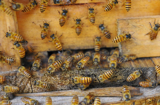 Beekeepers honey causes a buzz