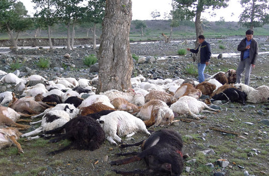 Lightning killed 173 sheep in Xinjiang