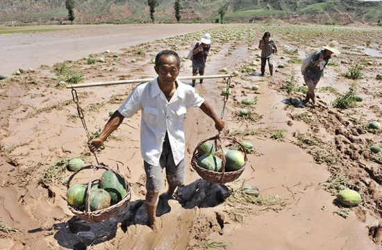 Villagers suffer loss as rain damages watermelon