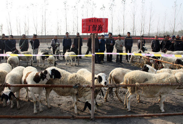 Sheep beauty contest kicks off in Shandong