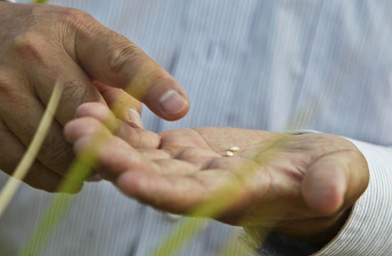 Rice breeder introduces new breed to China