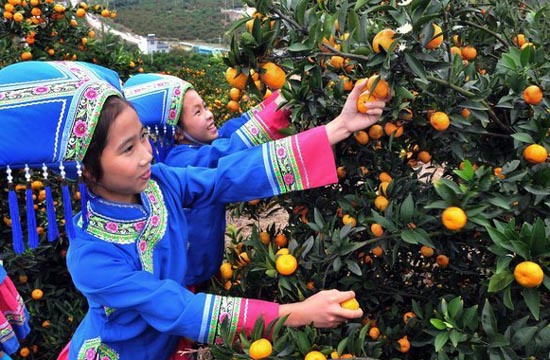 Mandarin festival attracts tourists