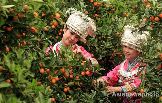 Kumquat season arrives in Liuzhou