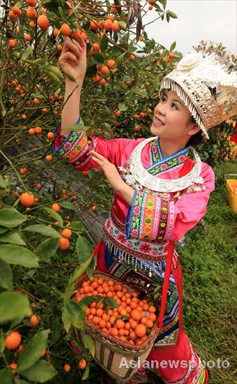 Kumquat season arrives in Liuzhou