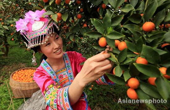 Kumquat season arrives in Liuzhou