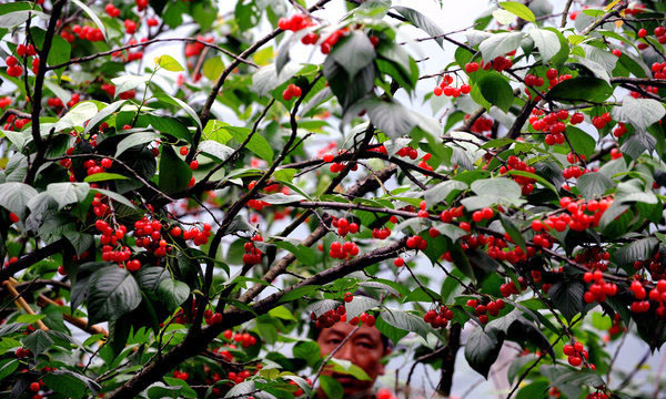 Cherry ripe for U-pick tourism in Zhejiang