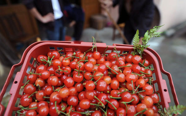 Cherry ripe for U-pick tourism in Zhejiang