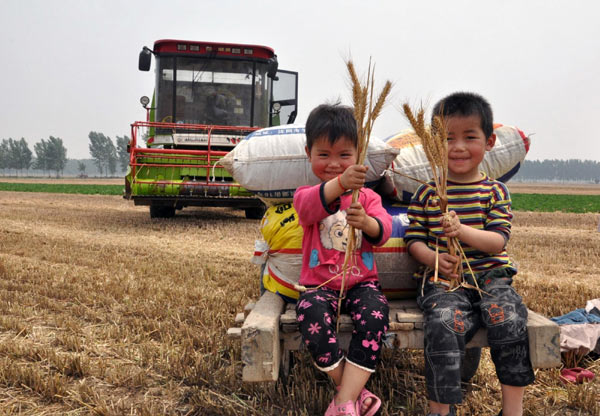 Harvest time for wheat farmers