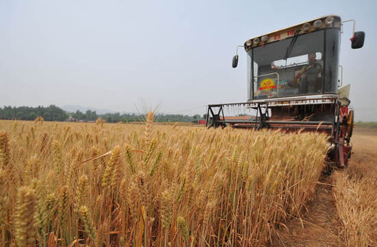 Chinese farmers reaping a harvest