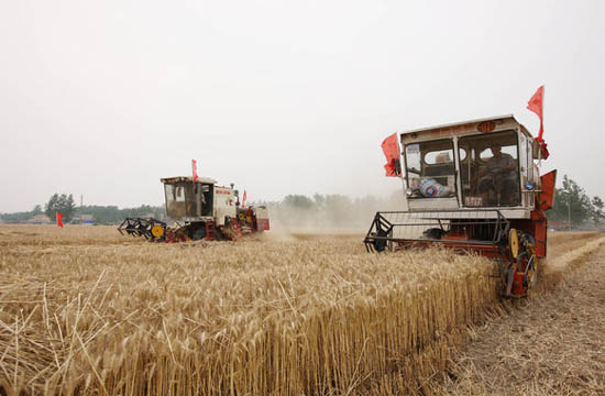 Chinese farmers reaping a harvest