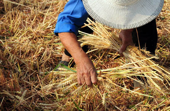 Collecting wheat to make a bit extra