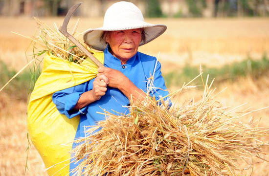 Collecting wheat to make a bit extra