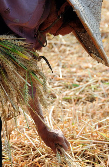 Collecting wheat to make a bit extra