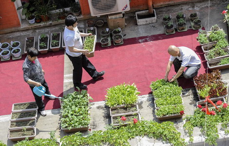 Balcony farmers are taking root