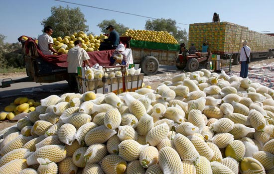 Hami melons ready to enter the market