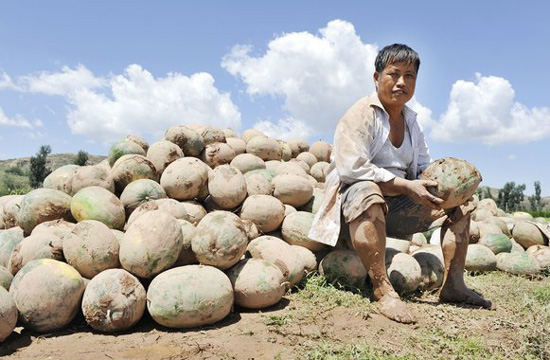 Villagers suffer loss as rain damages watermelon