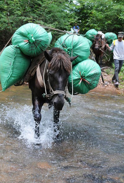 Horse couriers disappearing in Naqi village