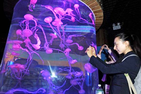 Jellyfish to be available as pets