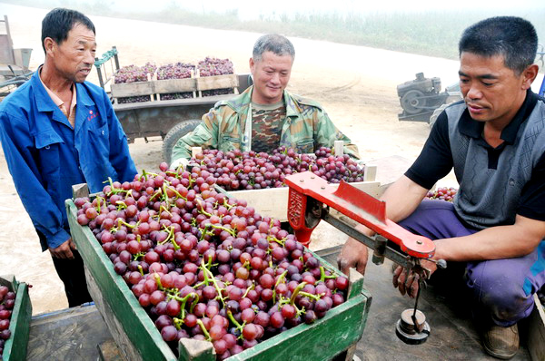 Grape farmers reap benefits